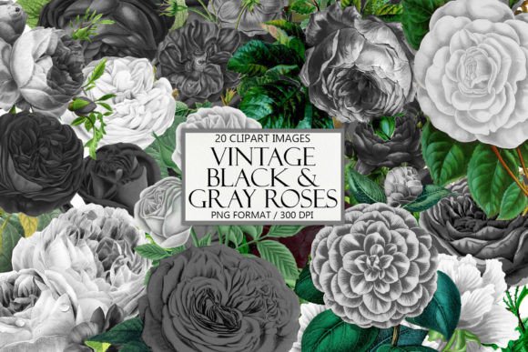 Vintage Black and Gray Roses Clipart: 20 Images for Your Projects